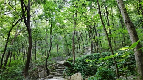 An Ancient Well Deep in the Woods Stock Footage 318565291