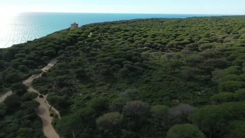A ancient white tower sits atop, surrounded by Italian stone pine forest. Stock Footage 300385013