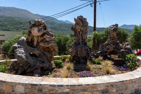 Ancient wild olive tree trunks displayed on Crete island Stock-Fotos