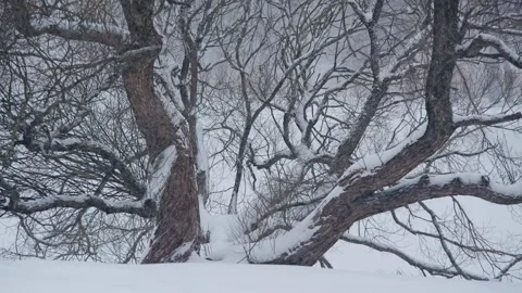 Ancient Willow Tree Covered in Fresh Snow During Slow Motion Winterfall in Riga Stock Footage 346271170