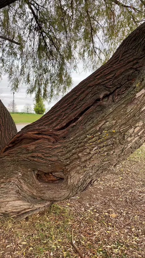 Ancient Willow Tree Trunk With Textured Bark in Park Stock Footage 346140162