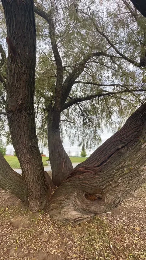 Ancient Willow Tree Trunk With Textured Bark in Park Stock Footage 346140264