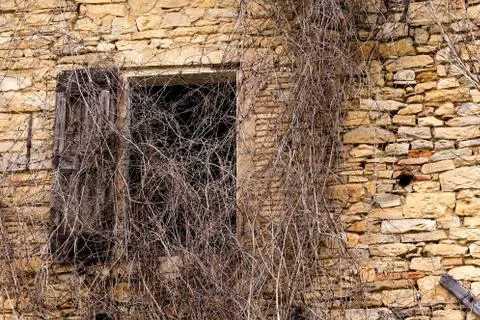 Ancient window covered with plants Stock Photos