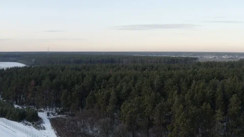 Ancient Winter Forest Video stock 99459441