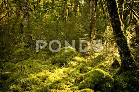 Ancient woods Stock Photos