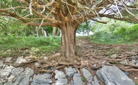 Ancient Yew Tree Stock Photos