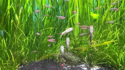 Ancistrus catfish actively cleans algae from glass on aquarium Stock Footage 338178541