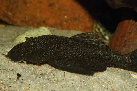 Ancistrus Foto stock