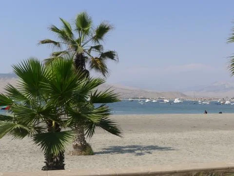 Ancon beach with palms Stock Photos