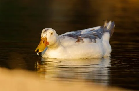 Ancona duck Stock Photos
