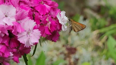 Ancyloxypha is a genus of skipper butterfly. Stock Footage 162608824