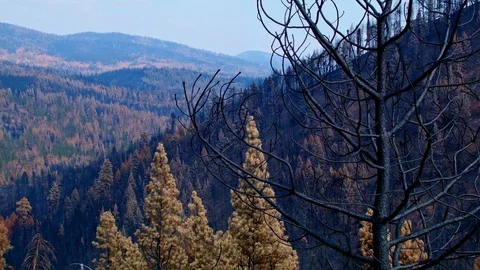 Before and After Canyon Creek Complex Fire in Malheur National Forest Oregon Stock Footage 81587880