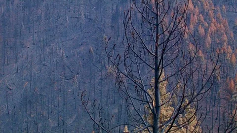 Before and After Canyon Creek Complex Fire in Malheur National Forest Oregon Stock-Footage 81588036