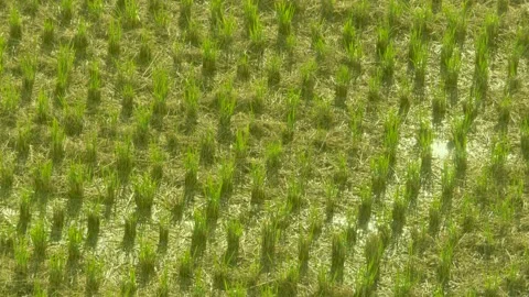 Before and After - Rice Field changing, with waves of wind Stock Footage 134763914