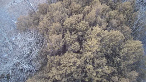 Up and around the Trees in Winter Stock Footage 61374352