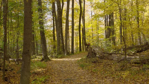 And Dio about a cyclist in the forests of Ottawa Canada Stock Footage 289727229