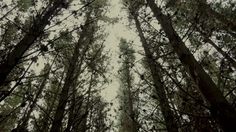 Up and Down Forest Pan, Bottle Lake Forest Video stock 146199808