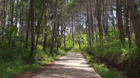 Up and Down Road through the Mountain Forest Stock Footage 156709100