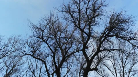 Up and down in Winter trees - Drone camera moves up and down Stock Footage 138266447