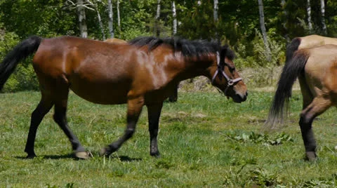 And horse ranch Video stock 24730542