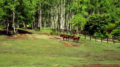 And horse ranch Video stock 24731115