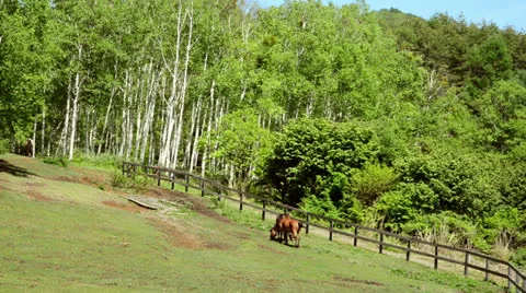And horse ranch Video stock 24731229