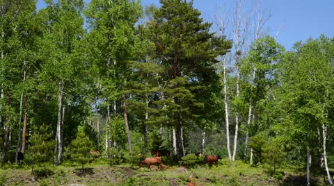 And horse ranch Vídeos de archivo 24731531