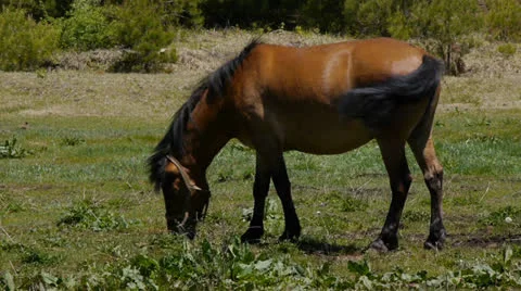 And horse ranch Video stock 24731652