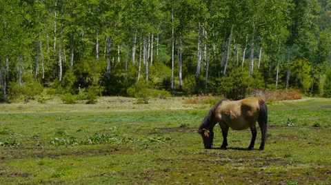And horse ranch Video stock 24731953