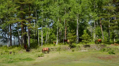 And horse ranch Video stock 24732083