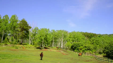 And horse ranch Video stock 24732205