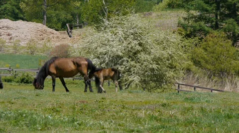 And horse ranch Stock Footage 24732556