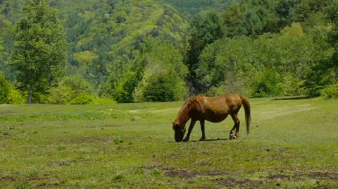 And horse ranch Stock Footage 24732679