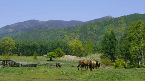 And horse ranch Stock Footage 24732743