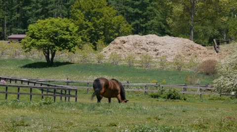 And horse ranch Stock Footage 24732970