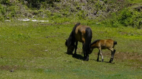 And horse ranch Stock Footage 24733279