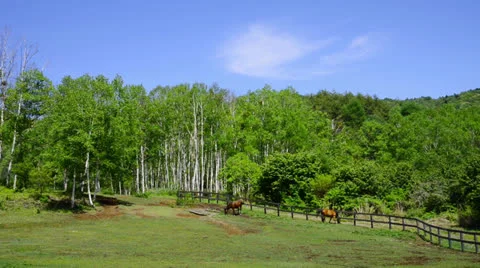 And horse ranch Stock Footage 24733742