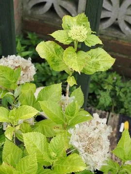 And hydrangea flower about to open in the spring Stock Photos