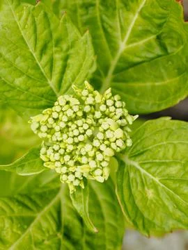And hydrangea flower about to open in the spring Stock Photos