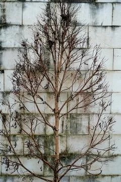 And texturebackground Stock Photos