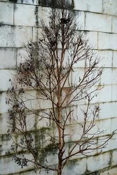 And texturebackground Stock Photos