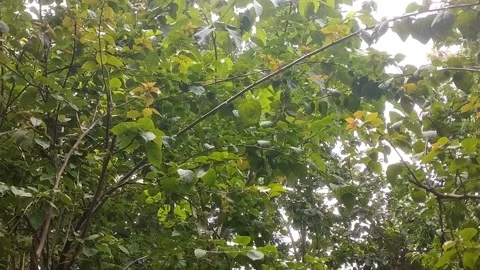 Andalas tree (Morus macroura) or Kendal tree (Cordia bantamensis Stock Footage 327691863