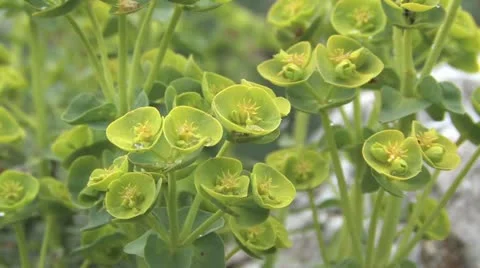 Andalucia in Spain 動画素材 11899636