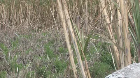 Andalucia in Spain Stock-Footage 11900124