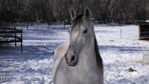 Andalusian mare standing in snowed paddock and oak forest in the background. Stock-Footage 151314501