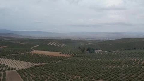 Andalusian olive fields 4K drone footage 스톡 동영상 296270577
