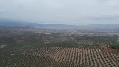 Andalusian olive fields 4K drone footage Video stock 296270642