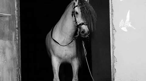 Andalusian stallion Stock Footage 50517672