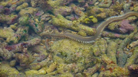 Andaman's landscape Stock-Footage 244447966