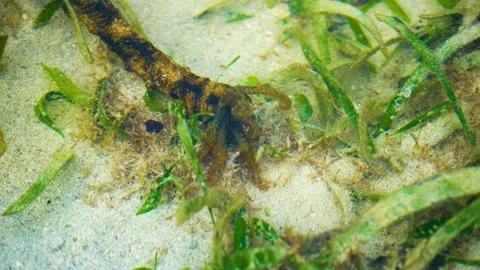 Andaman's landscape Stock-Footage 244448517